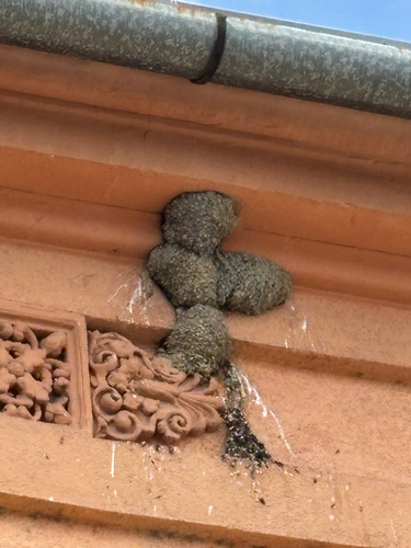 Western House Martin