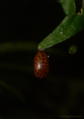 Mycotretus centralis