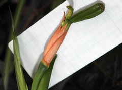 Trimezia gracilis