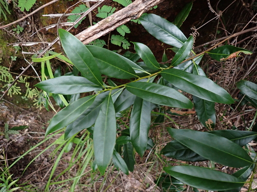 Ixonanthes observed 2026-09-03