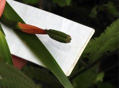 Trimezia gracilis