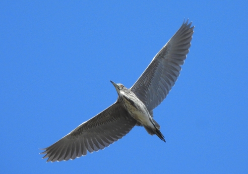 Black-crowned Night Heron