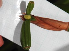 Trimezia gracilis