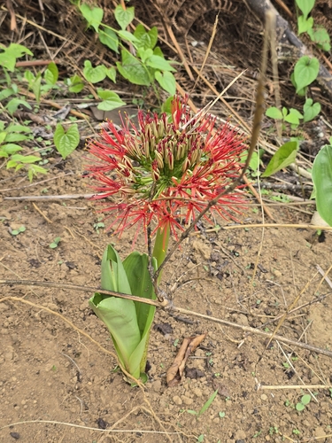 Bloodlily