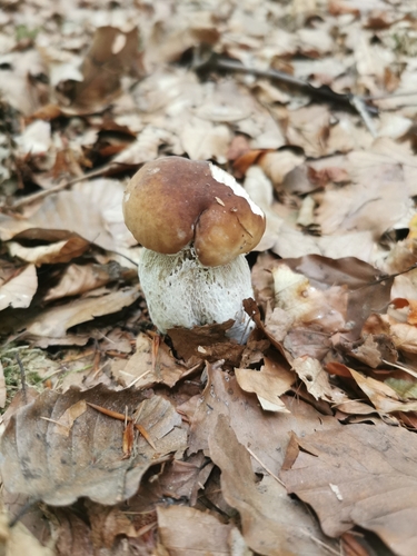 King Bolete