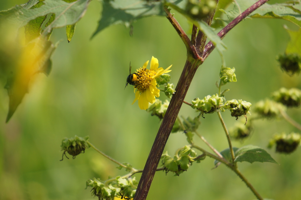Megachile nigripennis