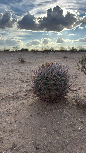 California Barrel Cactus