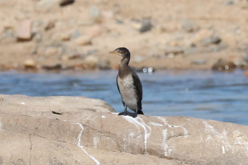 iNaturalist image