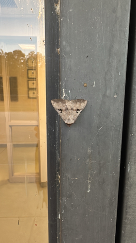 Brown Panopoda Moth
