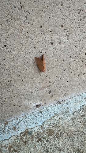 White-dotted Prominent