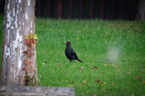 Crested Myna