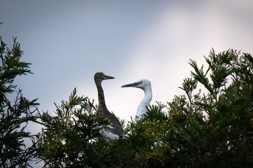 Chinese Pond-Heron