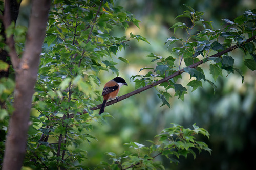 Long-tailed Shrike