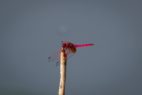 Crimson Marsh Glider