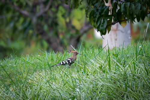 Common Hoopoe