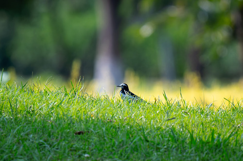 White Wagtail