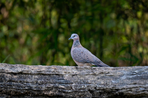 Spotted Dove