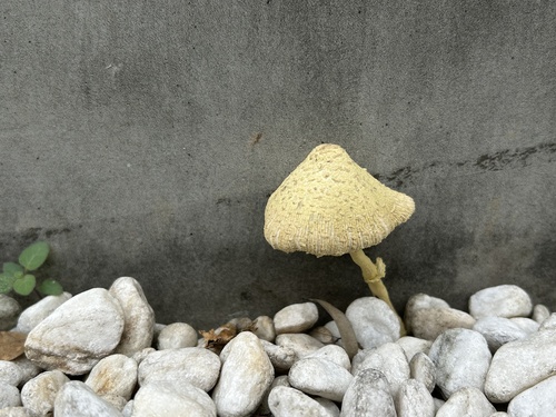 flowerpot parasol