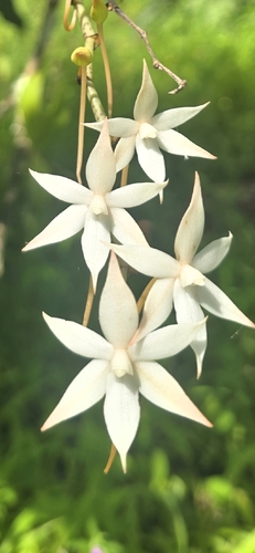 Aerangis biloba