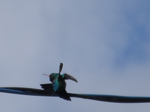 Glittering-bellied Emerald