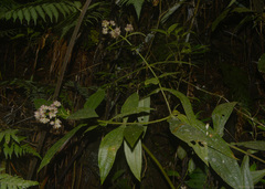 Miconia melastomoides