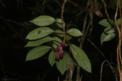 Nematanthus tessmannii