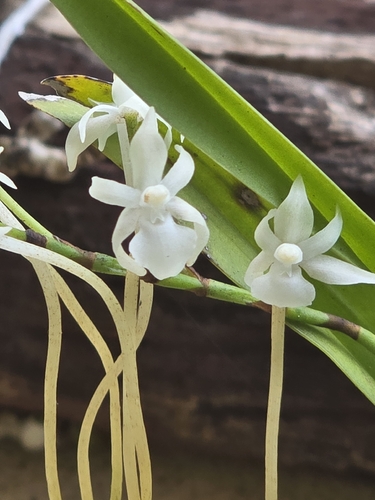 Rangaeris muscicola
