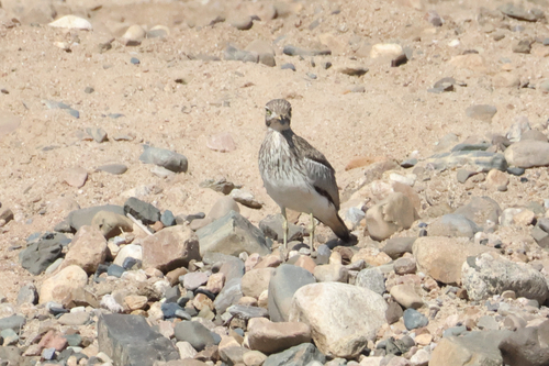 iNaturalist image