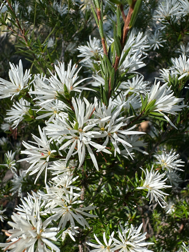 Pseudanthus pimeleoides observed 2026-09-04