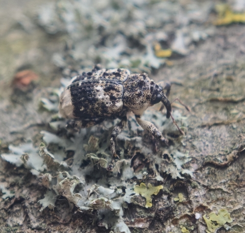 Poplar-and-Willow Borer