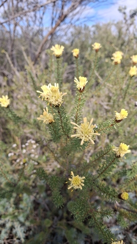 Petrophile ericifolia observed 2026-09-01
