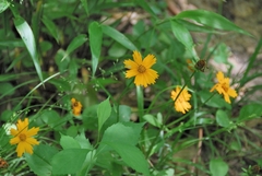 Coreopsis auriculata