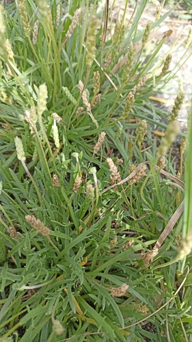 Buck's-horn Plantain
