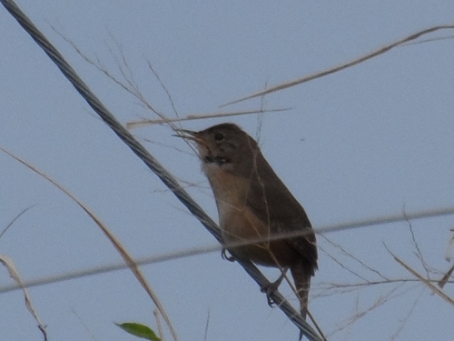 Southern House Wren