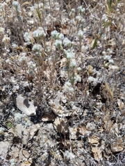 Micropus californicus