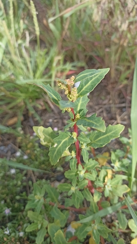 oak-leaved goosefoot
