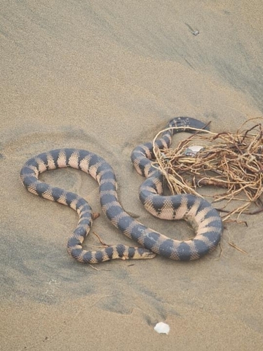 Hydrophis cyanocinctus observed 2026-09-03