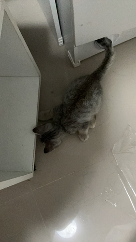 Domestic Cat