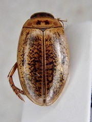 Agabus nebulosus