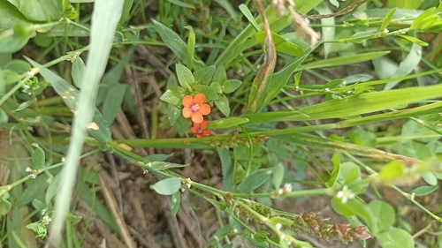 scarlet pimpernel