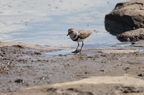 iNaturalist image