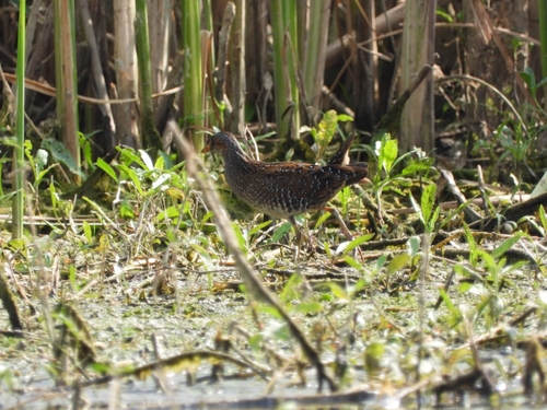 iNaturalist image