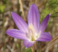 Brodiaea santarosae