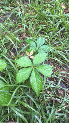 Virginia creeper
