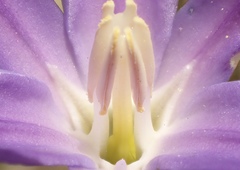 Brodiaea santarosae