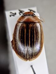 Hydaticus grammicus