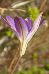 Brodiaea santarosae