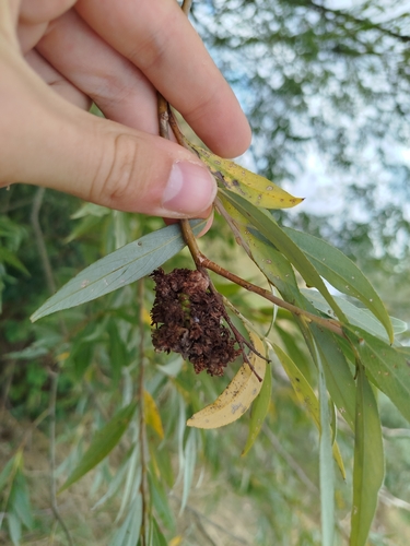 Stenacis triradiata