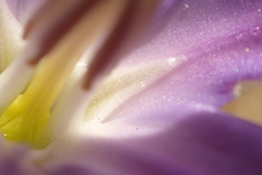 Brodiaea santarosae
