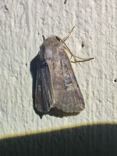 Square-spot Rustic